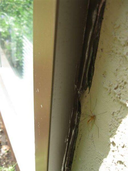 missing caulking can be home to insects