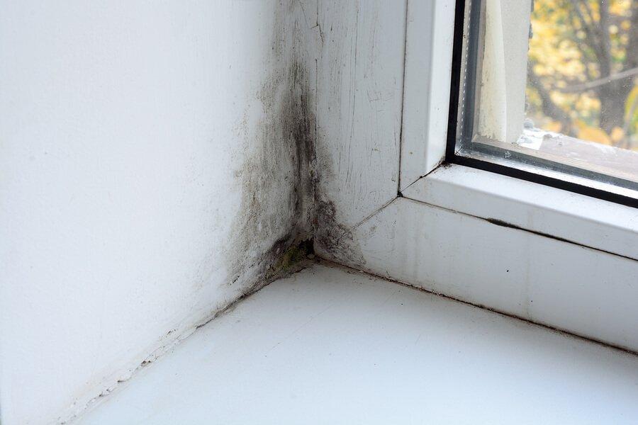 Mold On Window