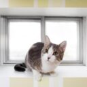Egress Windows: Absolutely Everything You Will Ever Need to Know