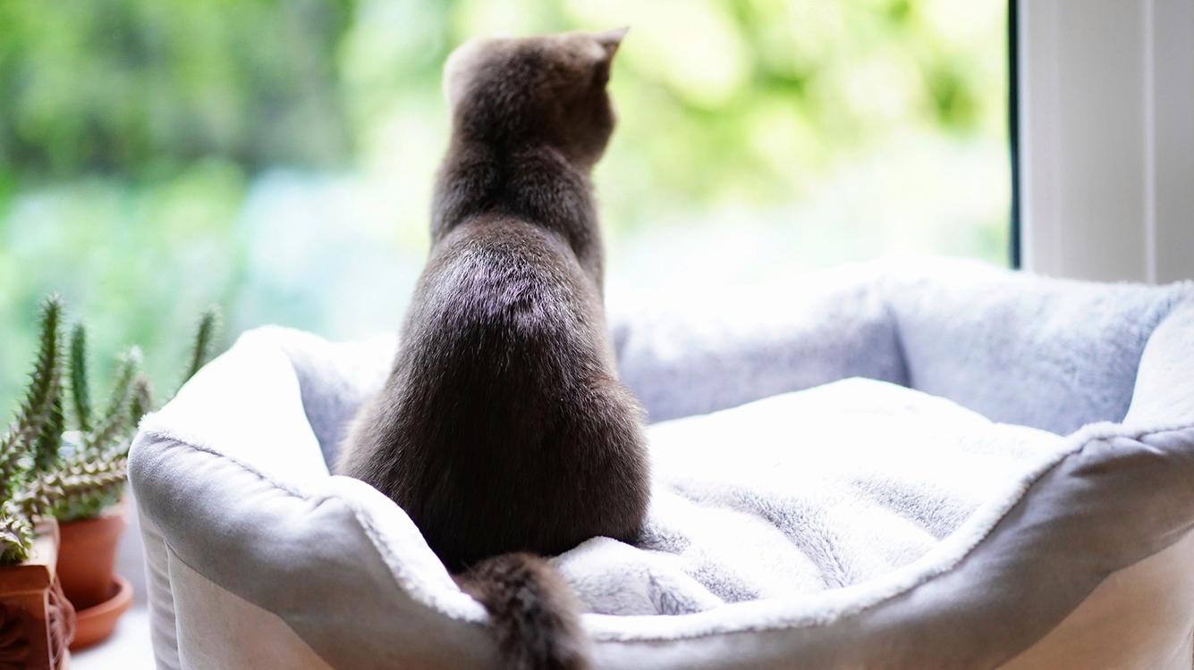 white windows and cat near