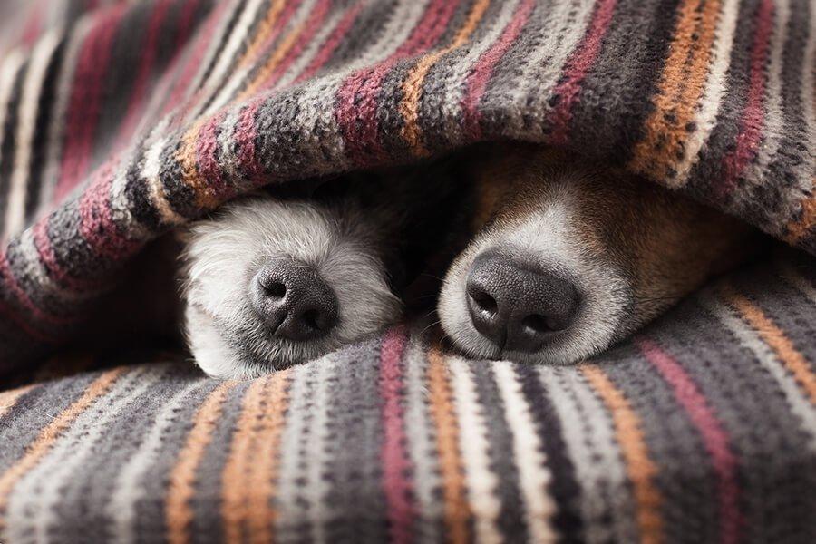 comfortably sleeping dogs