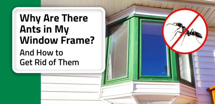 Thumbnail post: Why Are There Ants in My Window Frame? (And How to Get Rid of Them)
