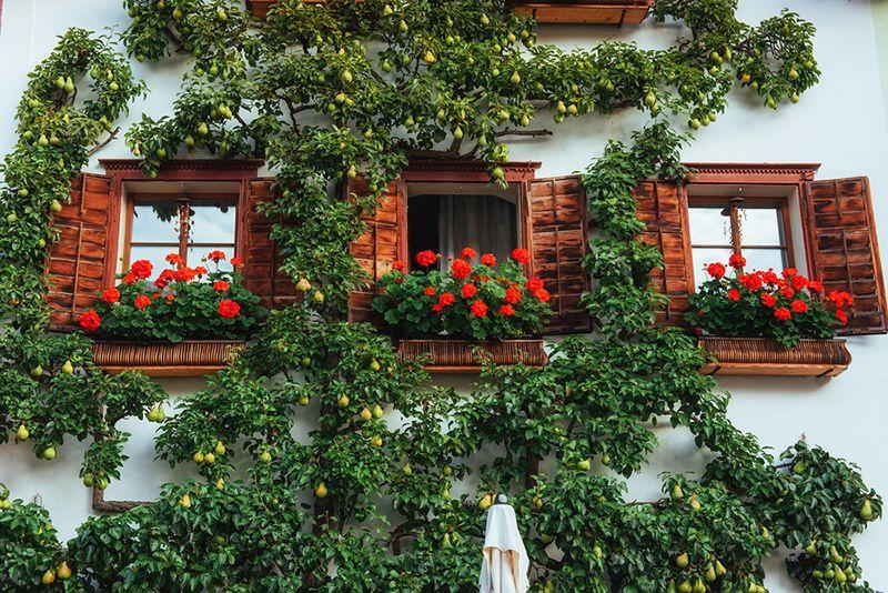 windows in austrian alps